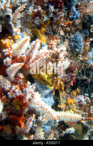Australia WA Busselton esperienza subacquea vista dal di sotto del corallo Foto Stock