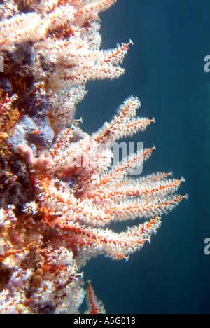 Australia WA Busselton esperienza subacquea vista dal di sotto del corallo Foto Stock
