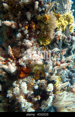 Australia WA Busselton esperienza subacquea vista dal di sotto del corallo Foto Stock