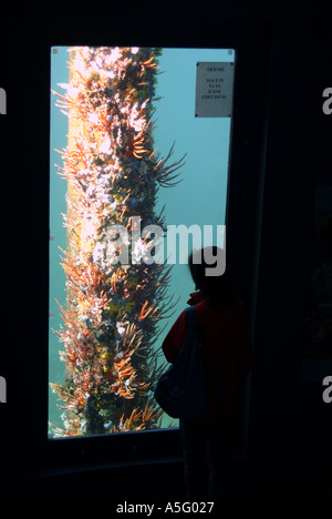 Australia WA Busselton esperienza subacquea vista dal basso con tourist Foto Stock