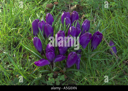 Crocus fiori in primavera 2007 Foto Stock