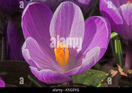 Crocus fiori in primavera 2007 Foto Stock