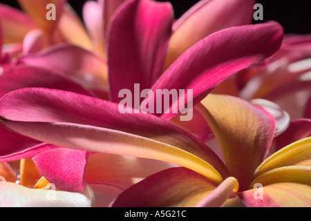 Plumeria blossoms Foto Stock