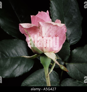 Fiore di spotting causati dalla muffa grigia Botrytis cinerea sul fiore rosa Foto Stock