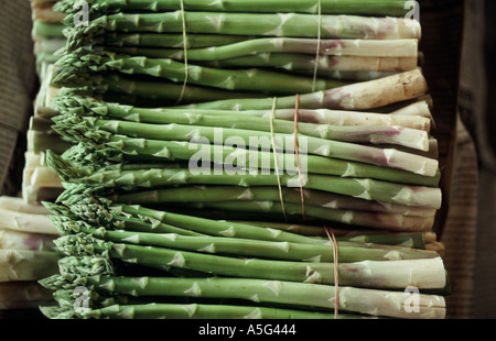 Fasci di tagliare gli asparagi verdi legato e pronto per cucinare in Thailandia di fresco da fattoria Foto Stock