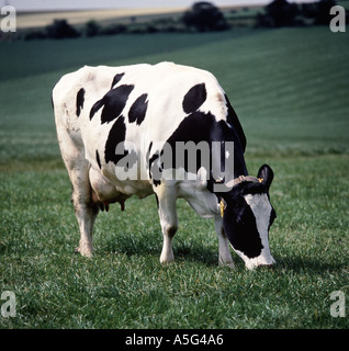 Holstein x il frisone vacca da latte che pascolano sulla buona erba a molla Foto Stock