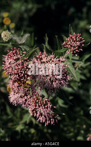 La canapa agrimonia Eupatorium cannabinum pianta flowering Hampshire Foto Stock