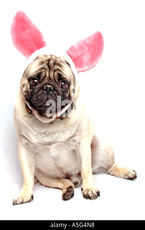 Pug cane con false orecchie. Foto Stock