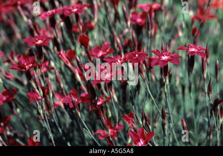 Dianthus deltoides Maiden rosa in fiore Foto Stock