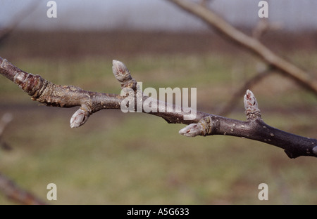 Close up dormienti gemme di Apple su un albero di mele in Marzo Foto Stock