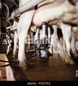 Macchina di mungitura cluster su mammella di un Frisone vacca Holstein nel settore lattiero-caseario Foto Stock