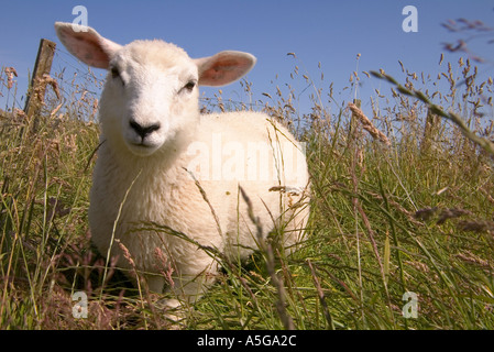 dh pecora primavera agnello FATTORIA ANIMALI Regno Unito SCOZIA in erba field scottish animale singolo uno cute basso angolo guardando faccia della fotocamera Foto Stock