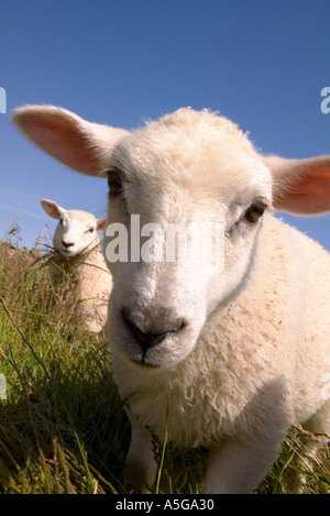 dh pecore primavera agnello ANIMALI PECORE UK SCOZIA agnelli scozzesi In campo Orkney uk faccia primo piano basso angolo cute animale di fattoria Foto Stock