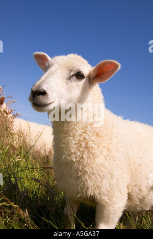 Dh pecore agnello allevamento animali incroci abbacchio Bess nel campo erboso Foto Stock