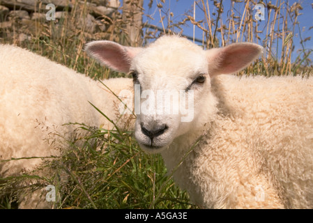 Dh pecore animali agnello UK carino abbacchio faccia chiudere solo fino scottish agnelli unico regno Unito Scozia Scotland Foto Stock