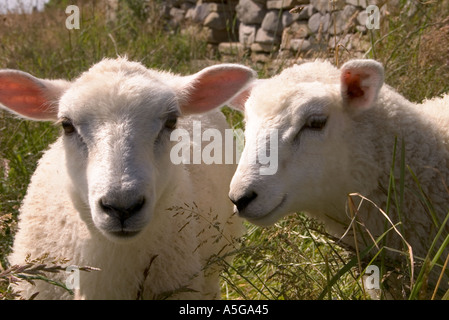 Dh pecore animali agnello UK incroci molla agnelli due facce giovane coppia close up 2 uk graziosi animali Foto Stock