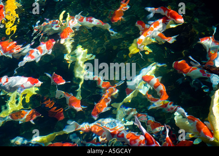 E preoccupanti di Goldfish Giardino Nan Lian Chi Lin Monastero di Hong Kong Foto Stock