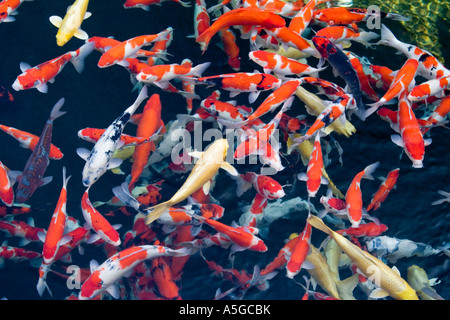 E preoccupanti di Goldfish Giardino Nan Lian Chi Lin Monastero di Hong Kong Foto Stock