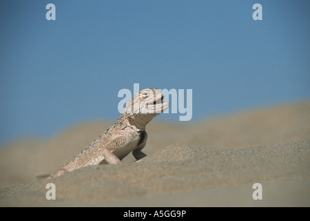 Secret toadhead AGAMA SA, toad intitolata AGAMA SA (Phrynocephalus mystaceus), minaccioso al confine della sua area, Uzbekistan Buchara Foto Stock