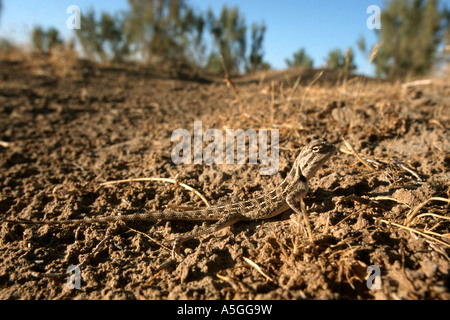 Stepperunner, arguta (Eremias arguta, arguta Ommateremias), nel deserto, Uzbekistan, Turan , Kyzylkum Foto Stock