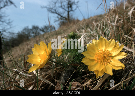 La molla di Adone (Adonis vernalis), fioritura molla adonis, Germania, Sassonia-Anhalt, Mansfelder Land Foto Stock