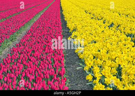 Giardino in comune tulip (Tulipa gesneriana), campo di tulipani rossi insieme con i narcisi, Narcissus pseudonarcissus, Paesi Bassi Foto Stock