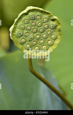 East Indian lotus (Nelumbo nucifera), infiorescenza, Italia, Suedtirol, Merano Foto Stock