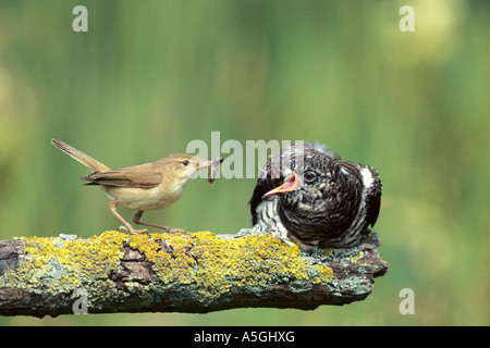 Trillo reed (Acrocephalus scirpaceus), alimentazione dei giovani cuculo, Germania Foto Stock