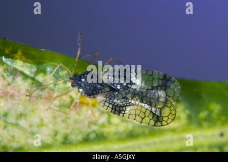 Andromeda lace bug (Stephanitis takeyai), di insetto parassita sulle piante del genere sarcococca, specialmente pn Sarcococca japonica Foto Stock