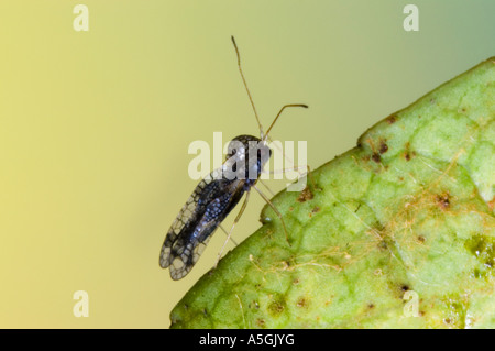 Andromeda lace bug (Stephanitis takeyai), di insetto parassita sulle piante del genere sarcococca, specialmente su Sarcococca japonica Foto Stock