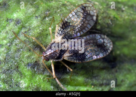 Andromeda lace bug (Stephanitis takeyai), di insetto parassita sulle piante del genere sarcococca, specialmente su Sarcococca japonica Foto Stock