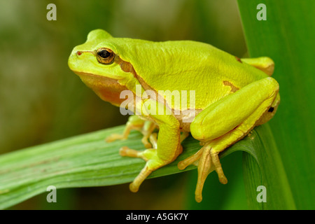 Treefrog europea, treefrog comune, Central European treefrog (Hyla arborea), maschio sulla foglia di iris, in Germania, in Baviera Foto Stock