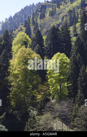 Oriental faggio (Fagus orientalis), Faggio-abete rosso-foresta in primavera in Kackar Daglari Millipark, Turchia, Nordanatolien, Po Foto Stock