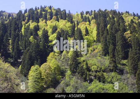 Oriental faggio (Fagus orientalis), Faggio-abete rosso-foresta in primavera in Kackar Daglari Millipark, Turchia, Nordanatolien, Po Foto Stock