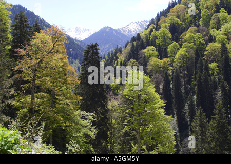 Oriental faggio (Fagus orientalis), Faggio-abete rosso-foresta in primavera in Kackar Daglari Millipark, Turchia, Nordanatolien, Po Foto Stock