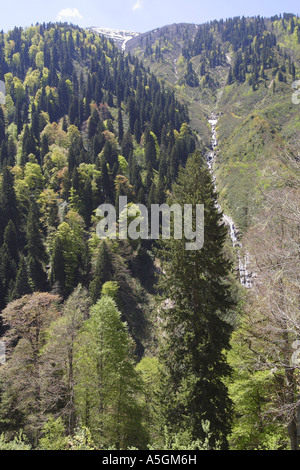 Oriental faggio (Fagus orientalis), Faggio-abete rosso-foresta con mountain creek in primavera in Kackar Daglari Millipark, Turke Foto Stock