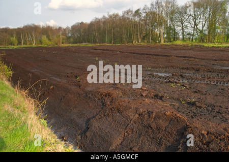Viste di Lindow Moss dove Pete Marsh Lindow l uomo è stato scoperto Foto Stock