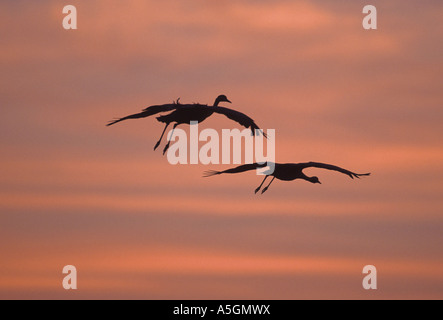 Demoiselle gru (Anthropoides virgo), sul cielo di sera, India Foto Stock