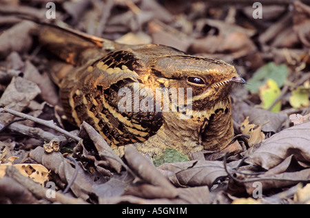 Long-tailed nightjar (Caprimulgus macrurus), mimetizzata nel fogliame, India, NP di Keoladeo Foto Stock