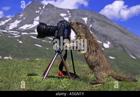 Alpine marmotta (Marmota marmota), marmotta alpina come un fotografo, Austria, NP Hohe Tauern, Kaiser-Franz-Josef Hoehe Foto Stock