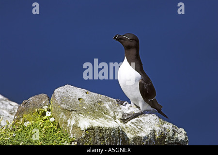 Razorbill (Alca torda), seduto sulla roccia, Regno Unito, Scozia, Isola di maggio Foto Stock