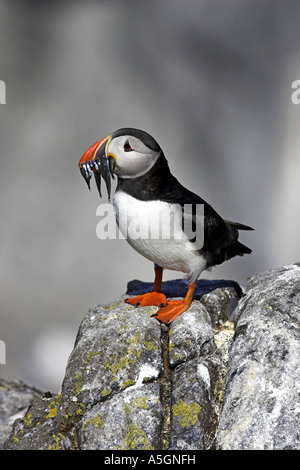 Puffin (Fratercula arctica), con piccoli cicerelli, Regno Unito, Scozia, Isola di maggio Foto Stock