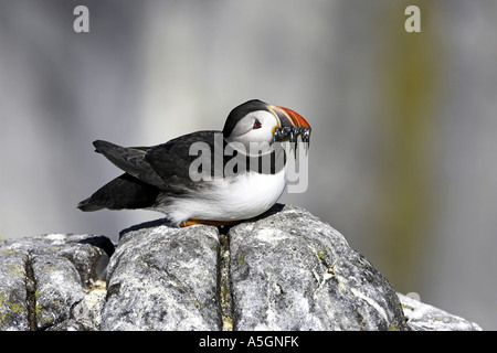 Puffin (Fratercula arctica), con piccoli cicerelli, Regno Unito, Scozia, Isola di maggio Foto Stock