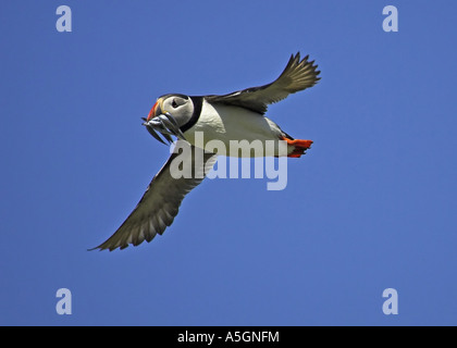 Puffin (Fratercula arctica), volare con piccoli cicerelli, Regno Unito, Scozia, Isola di maggio Foto Stock