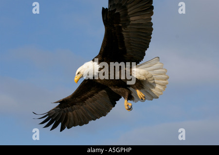 Un aquila calva vola sopra cerca di pesce sulla superficie. Homer Alaska Foto Stock