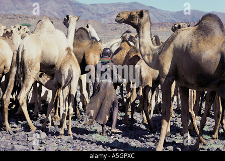 Turkana donna con allevamento di cammelli di mungitura in prossimità del lago Turkana nel nord del Kenya Africa orientale Foto Stock