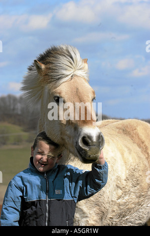 Norweger Fjordpferd fiordo norvegese cavallo Foto Stock