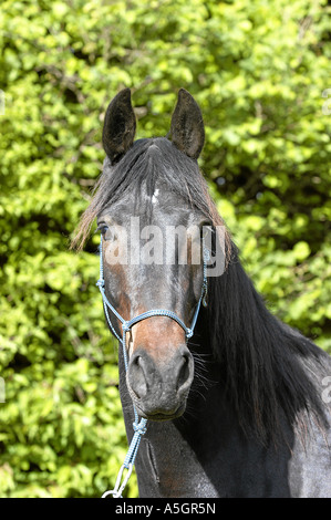 Il frisone cavallo Friesenpferd Foto Stock