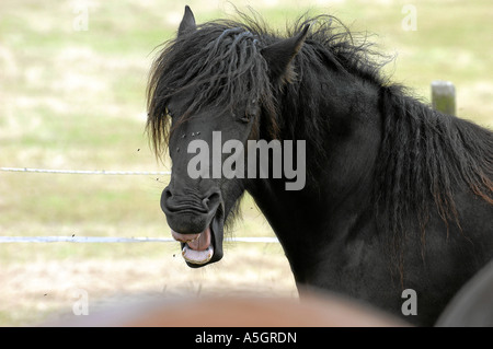 Il frisone cavallo Friesenpferd Foto Stock