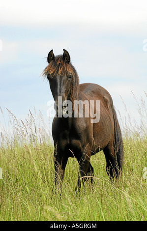 Il frisone cavallo Friesenpferd Foto Stock